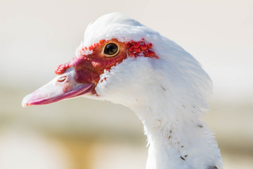 Canard musqué ou canard de barbarie.