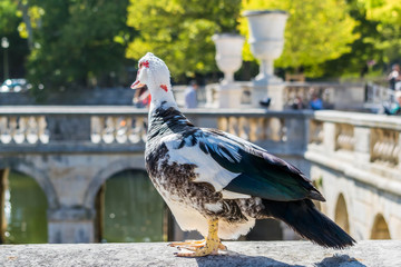 Canard musqué ou canard de barbarie.