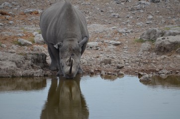 Naklejka premium Nashorn