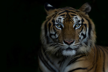 Fototapeta na wymiar Close-up bengal tiger and black background. Copy space