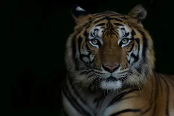 Foto op Plexiglas Close-up Bengaalse tijger en zwarte achtergrond. Ruimte kopiëren © Rattana