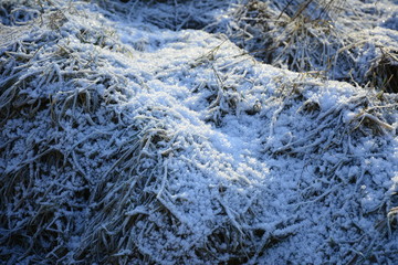 Frostiges Wintergras mit Sonnenschein