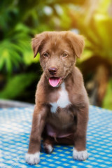 Portrait of curious cute brown Labrador puppy