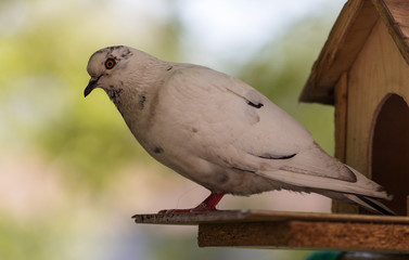 portrait of a dove