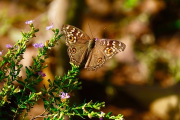 Brown butterfly on purple tiny flower 