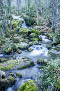 a river running through the forest