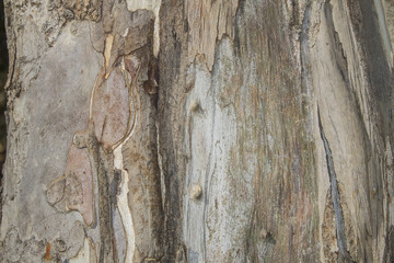 eucalyptus tree trunk texture