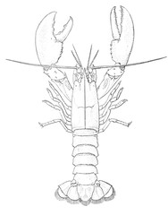Illustration of a lobster