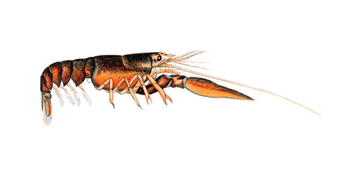 Illustration of a lobster