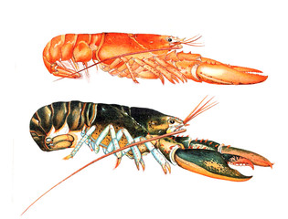 Illustration of a lobster