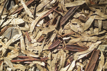 dry leaves texture and eucalyptus bark