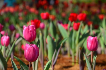 tulips with beautiful bouquet background. Tulip. Beautiful bouquet of tulips. colorful tulips. tulips in spring,colourful tulip with blurred background