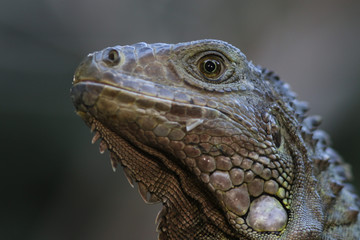 Portrait d'iguane - 185503561