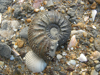 Ammonit aus dem Jura der Falaises des Vaches Noires im Fundzustand am Strand