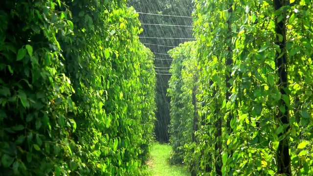 Unripe drupes of Black Pepper Piper nigrum 