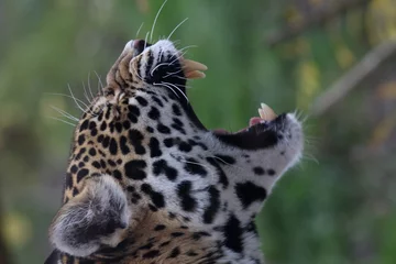 Foto op Plexiglas Portrait de jaguar © caribou78