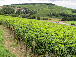 Fototapeta na wymiar Hills covered with vineyards in the wine region of Champagne, France