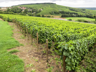 Fototapeta na wymiar Hills covered with vineyards in the wine region of Champagne, France