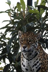 Portrait de jaguar - 185503980