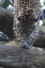 Portrait de jaguar - 185504301