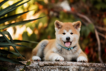 puppy of red New Year's Akita dogs lies on stairs in nature at sunlight - obrazy, fototapety, plakaty