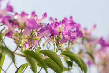 Mansoa alliacea or garlic vine blooming.