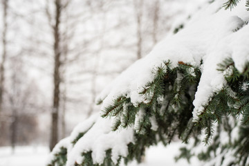 A branch of spruce covered with snow