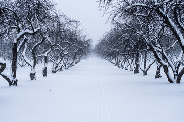 Beautiful old apple orchard in winter