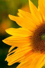 Field of blooming sunflowers on a background sunset,