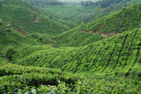 Plantation de th&eacute;