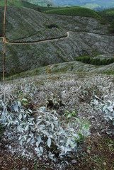 Traitement chimique d'une plantation de thé