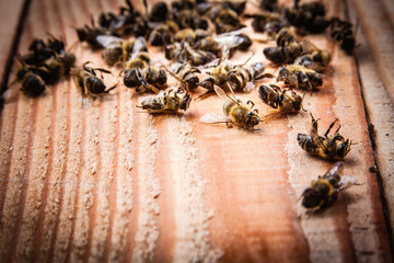 dead bees on wooden boards