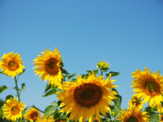 Sunflower field over beautiful clear blue sky background.