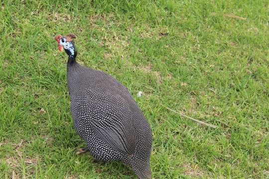 Helmperlhuhn auf einer Wiese