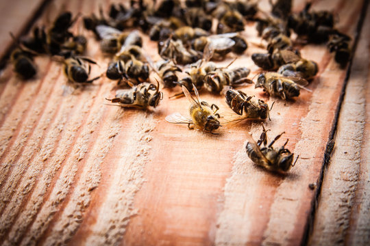 dead bees on wooden boards