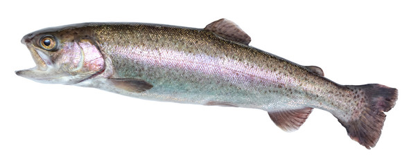 Fish rainbow trout, jumping out of the water, isolated on a white background