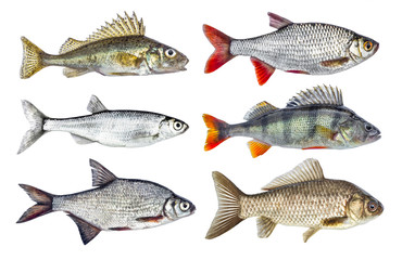 fish
