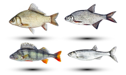 River fish isolated