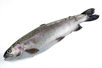 Fresh river trout isolated on white. Selective focus.