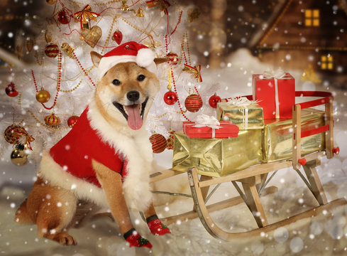 Shiba inu dog in Santa clothes