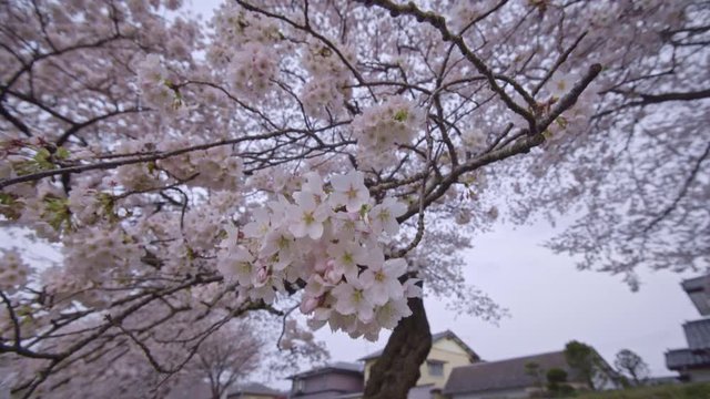 宮城　春 風景 白石川堤一目千本桜 Japanese scenery Shiroishikawa "Hitome Senbon sakura"