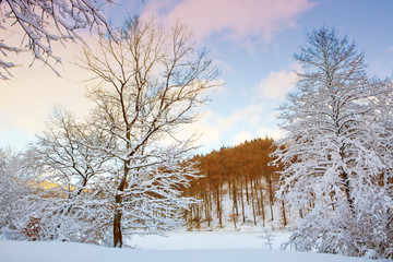 Winter landscape with snow covered trees in the forest.