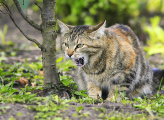 beautiful tabby cat sitting under a Bush in the spring the ambush with an open mouth