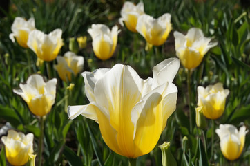 Obraz premium Great yellow with white tips Tulip on the background of tulips.