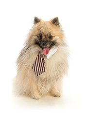 Obraz premium Pomeranian with tie