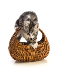 Lovely kitten on basket