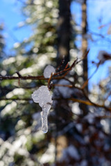 Eiszapfen am Ast vom Baum im Wald