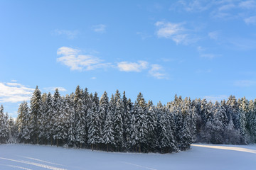 Winterwald mit Schnee und blauem Himmel