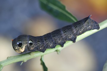 Elephant hawk moth caterpillar