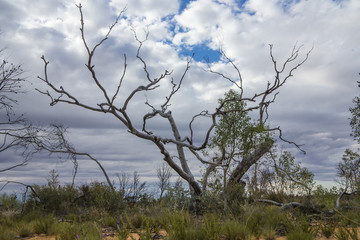 Trees and Threatening Sky. Queen Victoria Spring Nature Reserve, Western Australia, Australia